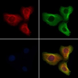Invitrogen OR5M1/OR5M10 Polyclonal Antibody 100 &mu;L; Unconjugated:Antibodies,