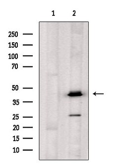 Invitrogen OXER1 Polyclonal Antibody 100 &mu;L; Unconjugated:Antibodies,