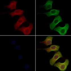 Invitrogen Olfr417 Polyclonal Antibody 100 &mu;L; Unconjugated:Antibodies,