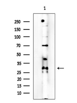 Invitrogen Olfr417 Polyclonal Antibody 100 &mu;L; Unconjugated:Antibodies,