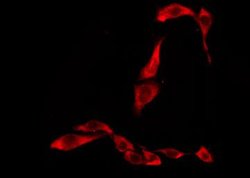 TAS2R45 Polyclonal Antibody, Invitrogen 100 &mu;L; Unconjugated:Antibodies,