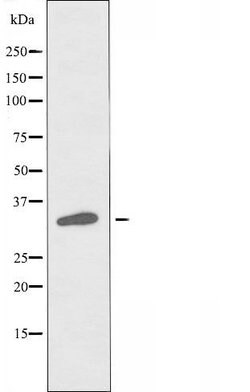 TAS2R45 Polyclonal Antibody, Invitrogen 100 &mu;L; Unconjugated:Antibodies,