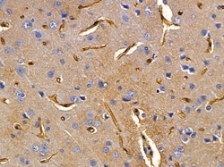 Invitrogen U12 Polyclonal Antibody 100 &mu;L | Buy Online | Invitrogen&trade; | Fisher Scientific