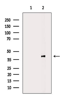 Invitrogen U12 Polyclonal Antibody 100 &mu;L | Buy Online | Invitrogen&trade; | Fisher Scientific