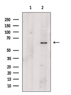 Invitrogen Perforin Polyclonal Antibody 100 &mu;L; Unconjugated:Antibodies,