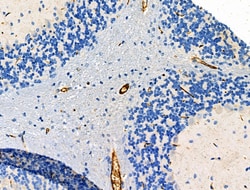 Invitrogen BVES Polyclonal Antibody 100 &mu;L; Unconjugated:Antibodies,