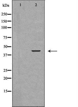 Invitrogen BVES Polyclonal Antibody 100 &mu;L; Unconjugated:Antibodies,