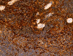 CHOP Polyclonal Antibody, Invitrogen 100 &mu;L; Unconjugated:Antibodies,