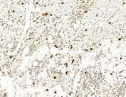 CHOP Polyclonal Antibody, Invitrogen 100 &mu;L; Unconjugated:Antibodies,
