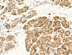 CHOP Polyclonal Antibody, Invitrogen 100 &mu;L; Unconjugated:Antibodies,