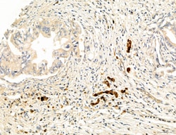CHOP Polyclonal Antibody, Invitrogen 100 &mu;L; Unconjugated:Antibodies,