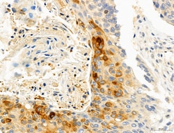 CHOP Polyclonal Antibody, Invitrogen 100 &mu;L; Unconjugated:Antibodies,