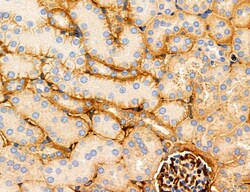 CHOP Polyclonal Antibody, Invitrogen 100 &mu;L; Unconjugated:Antibodies,