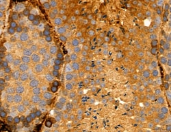CHOP Polyclonal Antibody, Invitrogen 100 &mu;L; Unconjugated:Antibodies,