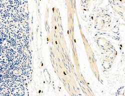CHOP Polyclonal Antibody, Invitrogen 100 &mu;L; Unconjugated:Antibodies,