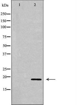 CHOP Polyclonal Antibody, Invitrogen 100 &mu;L; Unconjugated:Antibodies,