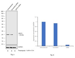 CHOP Polyclonal Antibody, Invitrogen 100 &mu;L; Unconjugated:Antibodies,