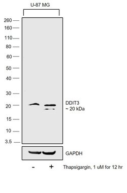 CHOP Polyclonal Antibody, Invitrogen 100 &mu;L; Unconjugated:Antibodies,