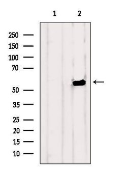 Invitrogen OLFM1 Polyclonal Antibody 100 &mu;L; Unconjugated:Antibodies,