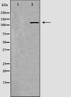 Invitrogen PIK3CG Polyclonal Antibody 100 &mu;L | Buy Online | Invitrogen&trade; | Fisher Scientific