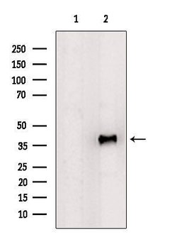 Invitrogen POLR1C Polyclonal Antibody 100 &mu;L | Buy Online | Invitrogen&trade; | Fisher Scientific
