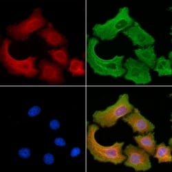 Invitrogen ATG13 Polyclonal Antibody 100 &mu;L; Unconjugated:Antibodies,