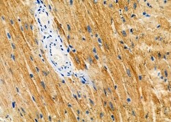 Invitrogen ATG13 Polyclonal Antibody 100 &mu;L; Unconjugated:Antibodies,