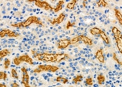 Invitrogen ATG13 Polyclonal Antibody 100 &mu;L; Unconjugated:Antibodies,