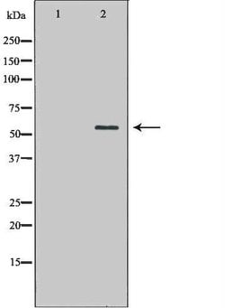 Invitrogen ATG13 Polyclonal Antibody 100 &mu;L; Unconjugated:Antibodies,