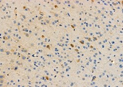 Invitrogen SNX9 Polyclonal Antibody 100 &mu;L; Unconjugated:Antibodies,