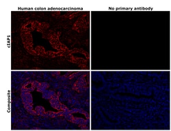 Invitrogen cIAP1 Polyclonal Antibody 100 &mu;L; Unconjugated:Antibodies,