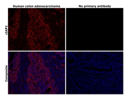 Invitrogen cIAP1 Polyclonal Antibody 100 &mu;L; Unconjugated:Antibodies,