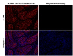 Invitrogen cIAP1 Polyclonal Antibody 100 &mu;L; Unconjugated:Antibodies,