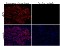 Invitrogen cIAP1 Polyclonal Antibody 100 &mu;L; Unconjugated:Antibodies,