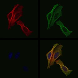 Invitrogen NCK1 Polyclonal Antibody 100 &mu;L; Unconjugated:Antibodies,