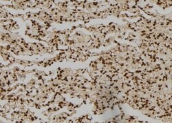 Invitrogen NCK1 Polyclonal Antibody 100 &mu;L; Unconjugated:Antibodies,