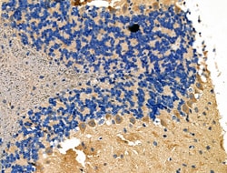 Invitrogen NCK1 Polyclonal Antibody 100 &mu;L; Unconjugated:Antibodies,