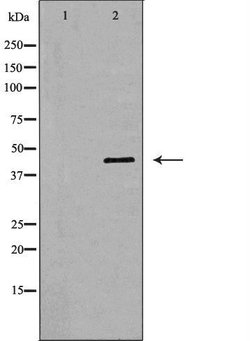 Invitrogen NCK1 Polyclonal Antibody 100 &mu;L; Unconjugated:Antibodies,