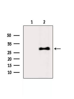 Invitrogen U2AF1 Polyclonal Antibody 100 &mu;L; Unconjugated:Antibodies,