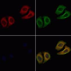 Invitrogen LYZL6 Polyclonal Antibody 100 &mu;L; Unconjugated:Antibodies,
