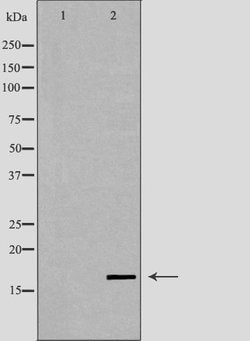 Invitrogen LYZL6 Polyclonal Antibody 100 &mu;L; Unconjugated:Antibodies,