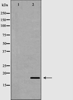 Invitrogen RNASE13 Polyclonal Antibody 100 &mu;L; Unconjugated:Antibodies,