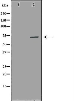 Invitrogen NUAK2 Polyclonal Antibody 100 &mu;L | Buy Online | Invitrogen&trade; | Fisher Scientific