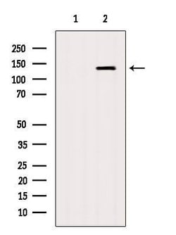 Invitrogen AMBRA1 Polyclonal Antibody 100 &mu;L | Buy Online | Invitrogen&trade; | Fisher Scientific