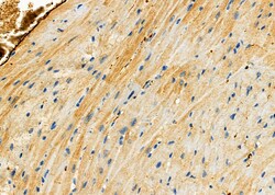 Invitrogen HIP2 Polyclonal Antibody 100 &mu;L; Unconjugated:Antibodies,
