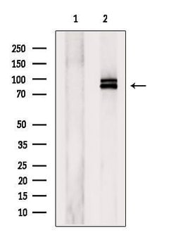 Invitrogen MAGED1 Polyclonal Antibody 100 &mu;L; Unconjugated:Antibodies,