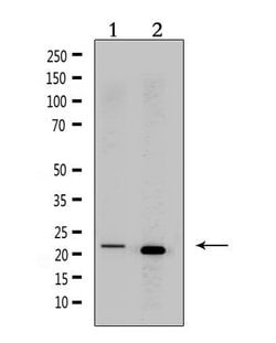 Invitrogen&trade;&nbsp;CRF Polyclonal Antibody
