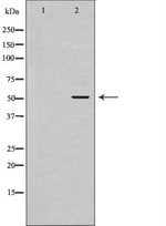 ATG4C Polyclonal Antibody, Invitrogen™