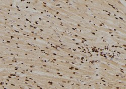 Invitrogen MAD1 Polyclonal Antibody 100 &mu;L; Unconjugated:Antibodies,