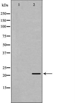 Invitrogen Bcl-W Polyclonal Antibody 100 &mu;L; Unconjugated:Antibodies,